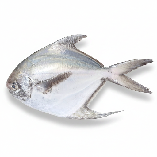 Silver Pomfret / Avoli