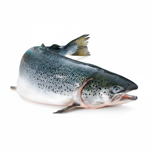 Salmon (2–3 kg size)