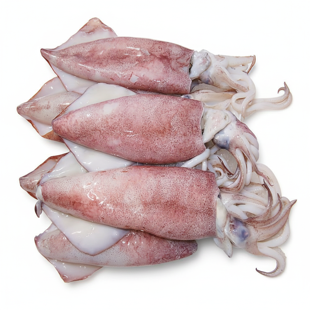 Squid / Koonthal
