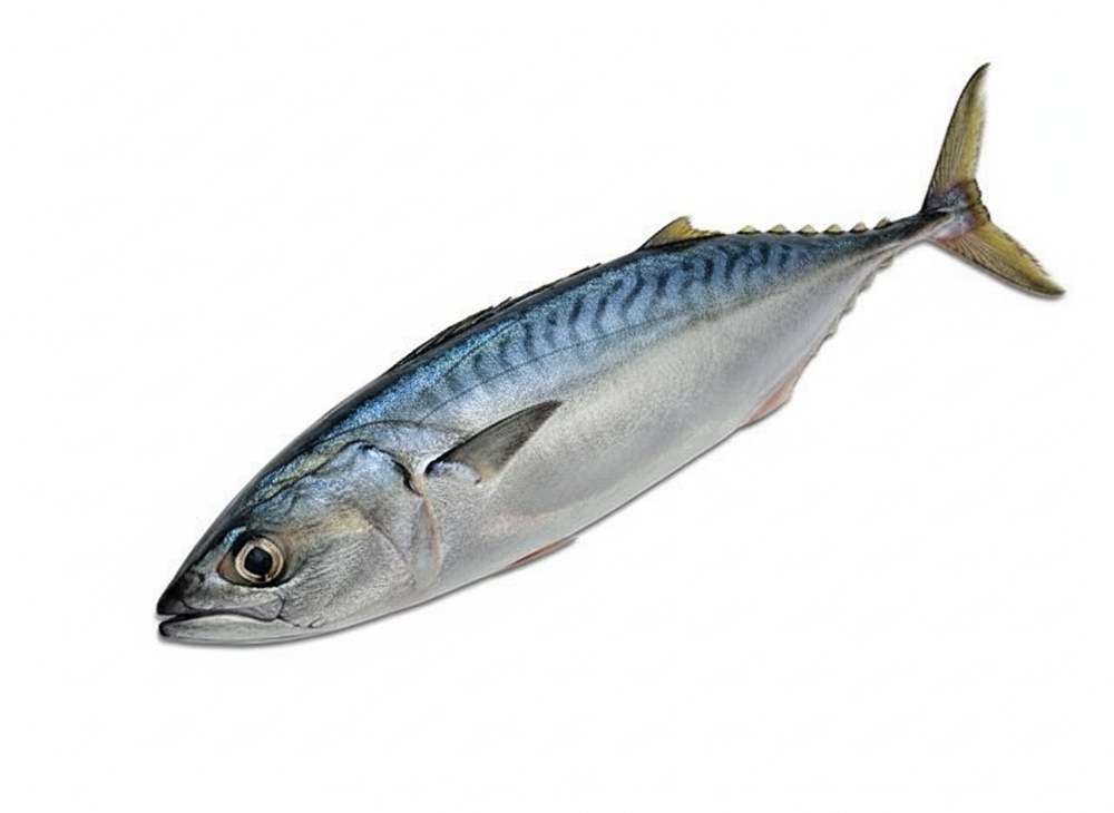 Tuna / Choora