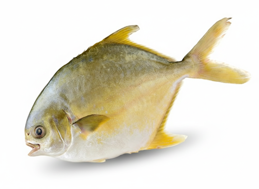 Golden Pomfret — Frozen 8 kg Box