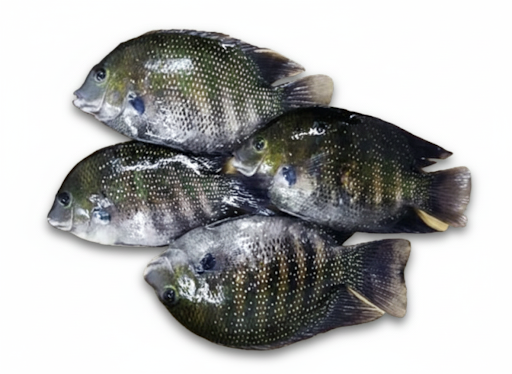 Pearl Spot / Karimeen