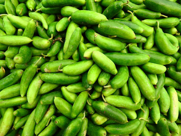 Tindura / Ivy Gourd