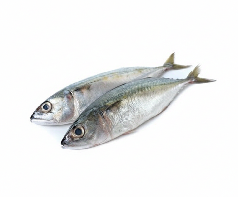 Indian Mackerel / Ayala